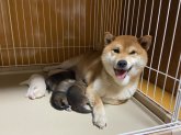 柴犬【・女の子・2017年10月15日・赤】