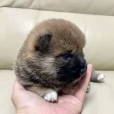 柴犬(標準サイズ)【茨城県・女の子・2024年9月9日・赤】の写真4