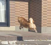 柴犬【・男の子・2023年1月23日・赤】