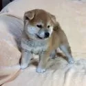 柴犬(標準サイズ)【茨城県・女の子・2019年4月5日・赤】の写真4「今後の成長が楽しみです🌟」