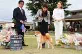 柴犬(標準サイズ)【茨城県・男の子・2019年4月10日・赤】の写真4「父犬です✨凛として、素敵な子です😊」