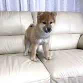 柴犬(標準サイズ)【茨城県・男の子・2022年12月15日・赤】の写真5「今後の成長が、楽しみです✨」