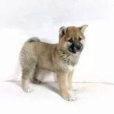 柴犬(標準サイズ)【茨城県・女の子・2022年11月29日・赤】の写真5「今後の成長が、とても楽しみ✨です❣️」