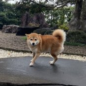柴犬【・女の子・2021年7月10日・赤】