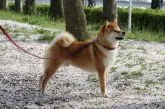 柴犬(標準サイズ)【茨城県・女の子・2019年4月5日・赤】の写真5「父犬です。素敵な子です👍」