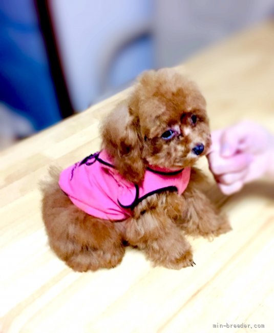 大山　みゆき(おおやま　みゆき)ブリーダー(兵庫県・トイプードル・JKC登録)の紹介写真3