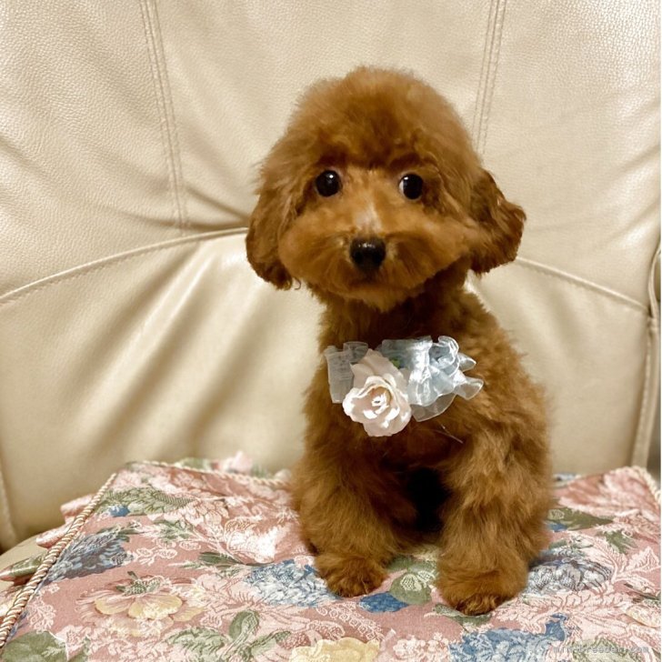 ブリーダー画像