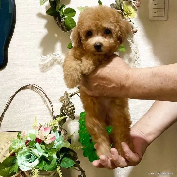 Y 様のお迎えした子犬