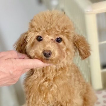 トイプードル(ティーカップ)【兵庫県・男の子・2024年9月11日・レッド】の写真「小さくて可愛いティーカップサイズ予想の男の子」