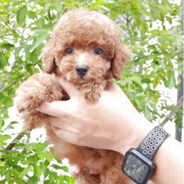 トイプードル(ティーカップ)【兵庫県・男の子・2025年6月5日・レッド】の写真「ボール遊びが大好きな男の子です。」