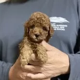 ティーカッププードル