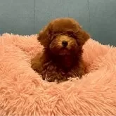 ティーカッププードル