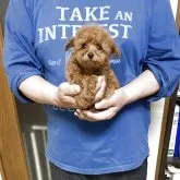 ティーカッププードル