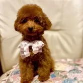 ティーカッププードル