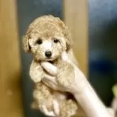 ティーカッププードル