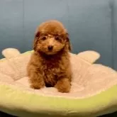 ティーカッププードル