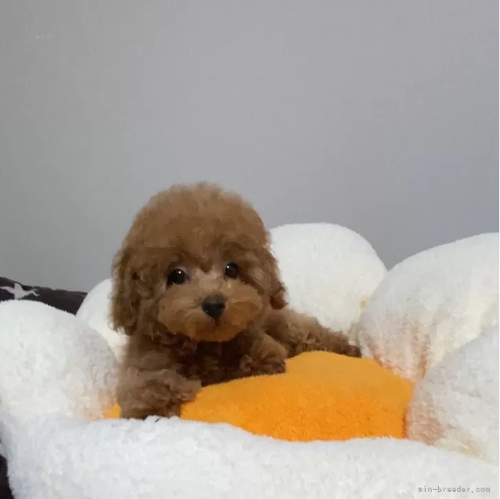 ID：2401-03109の子犬