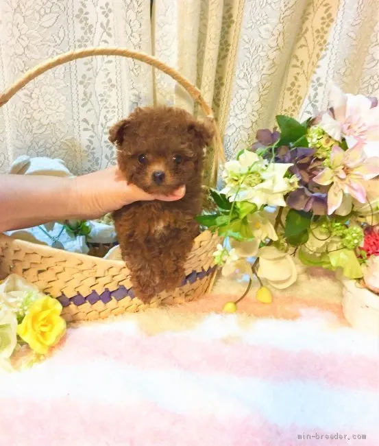 ID:2005-01951の子犬
