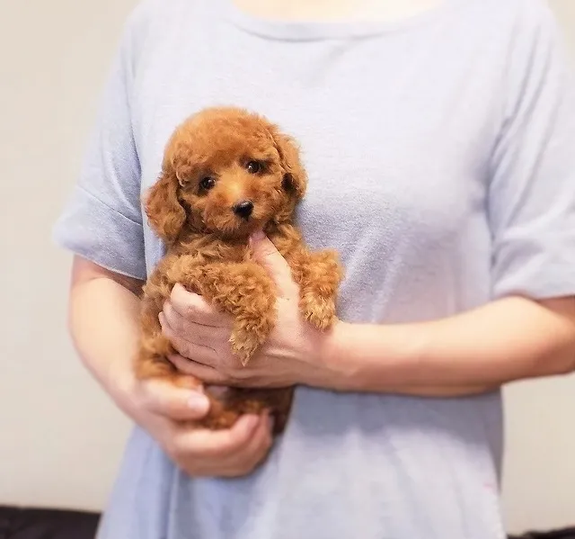 ID:1608-00209の子犬