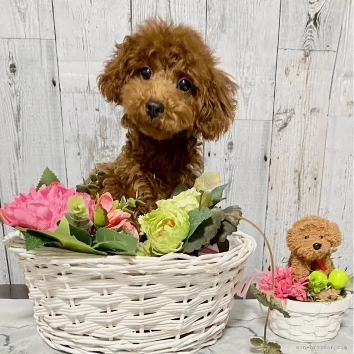 ID:2401-03143の子犬