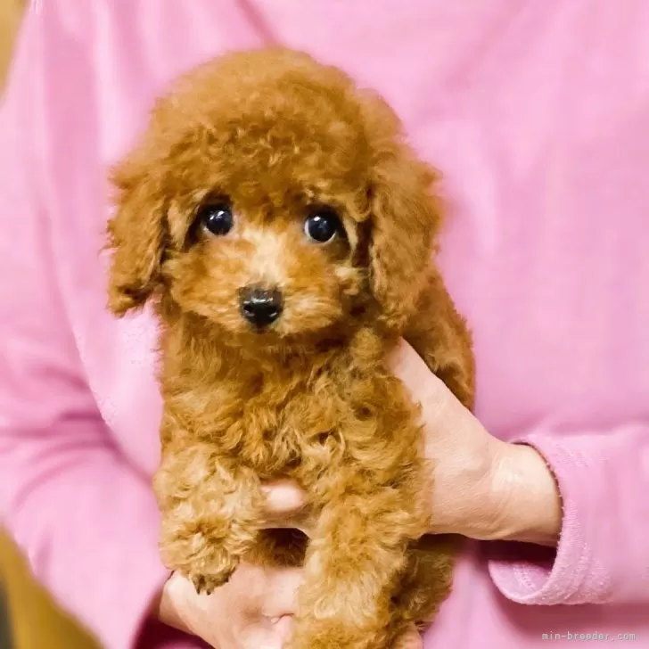 ID:2312-00262の子犬