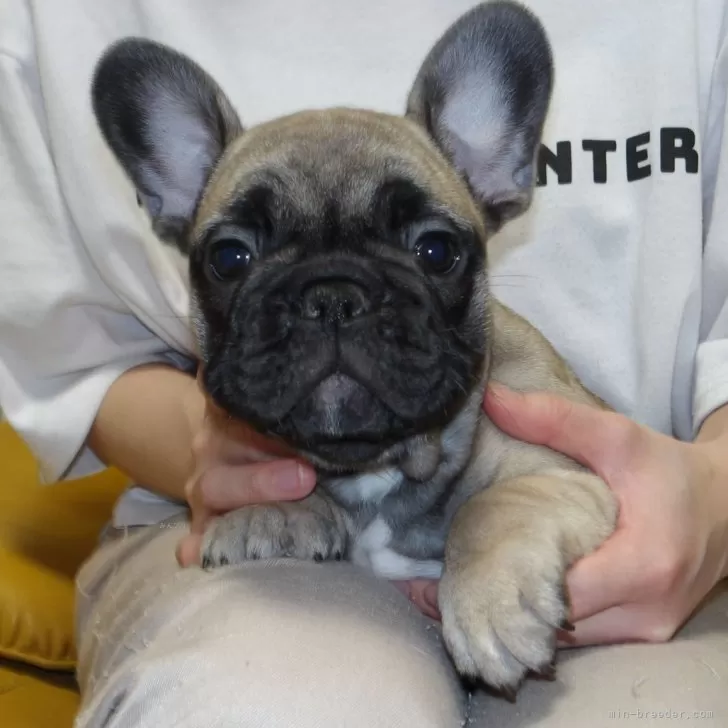 ID：2503-06815の子犬