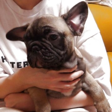 フレンチブルドッグ【大阪府・男の子・2025年1月28日・フォーン】の写真「構成のきれい人なっこい子です。」