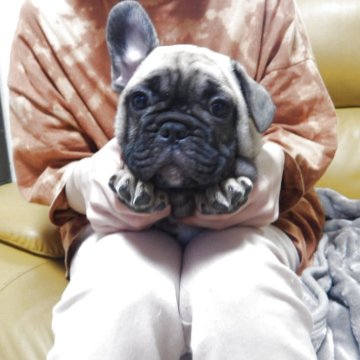 フレンチブルドッグ【大阪府・男の子・2025年8月23日・フォーン】の写真「ムチムチのショートボディー」