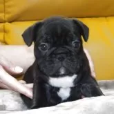 フレンチブルドッグ