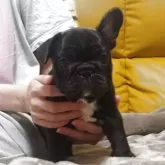 フレンチブルドッグ