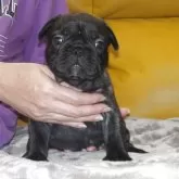 フレンチブルドッグ