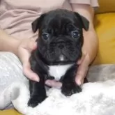 フレンチブルドッグ