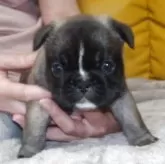 フレンチブルドッグ