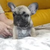 フレンチブルドッグ