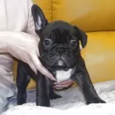 フレンチブルドッグ
