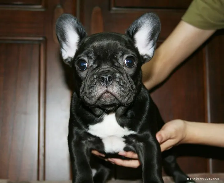 ID:1808-00293の子犬
