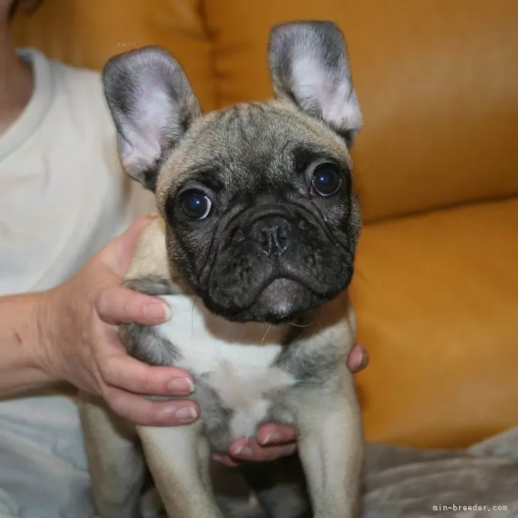 師匠 様のお迎えした子犬