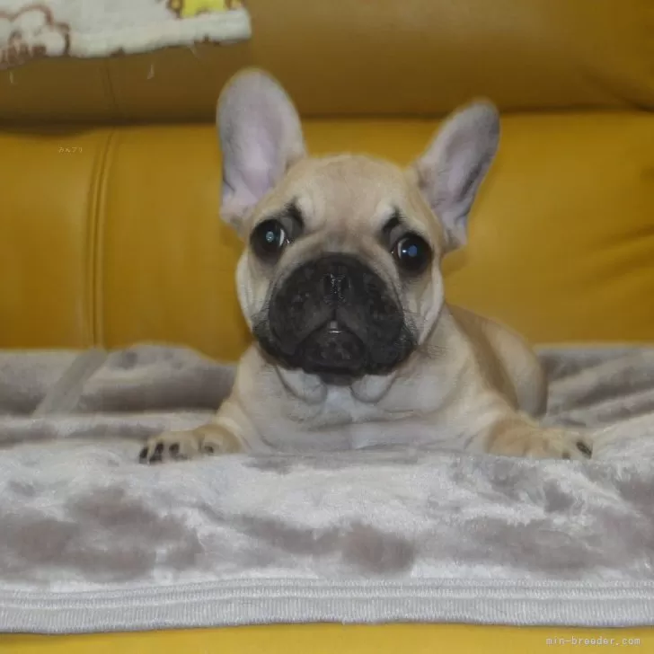 ID：2407-06368の子犬