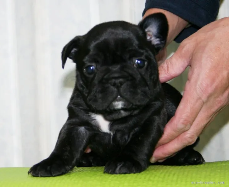 ID:1801-01382の子犬