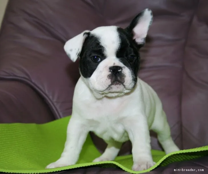 ID:1801-01380の子犬