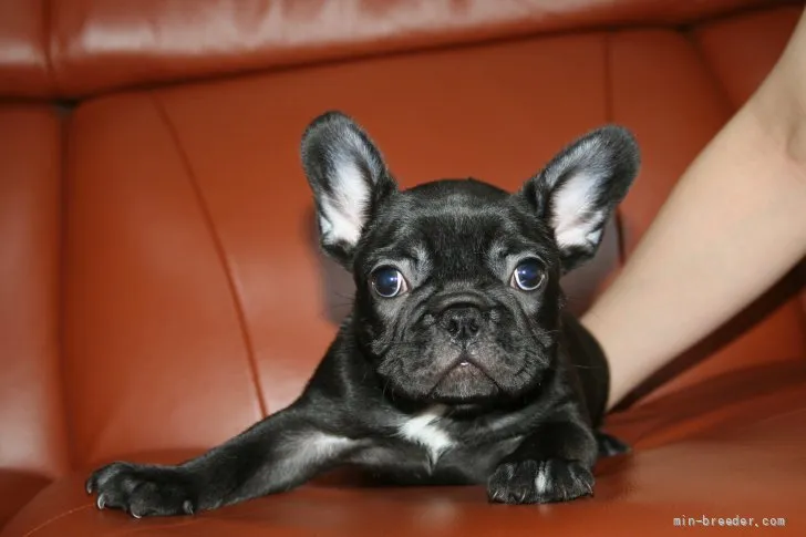 ID:2107-02209の子犬