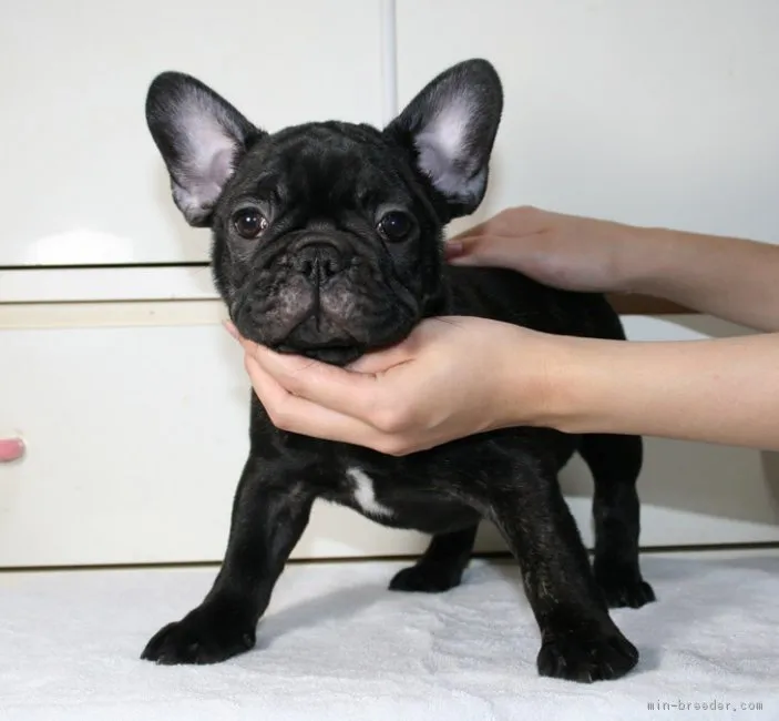 ID:1707-02323の子犬
