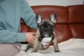 フレンチブルドッグ【大阪府・男の子・2021年10月24日・フォーン】の写真1