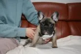 フレンチブルドッグ【大阪府・男の子・2021年10月24日・フォーン】の写真3