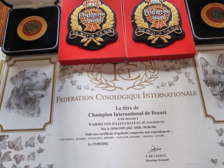 40年弱の歴史ある犬舎です、多くのチャンピオンンも作出してきました。｜大塚　京子(おおつか　きょうこ)ブリーダー(茨城県・カニンヘンダックスフンド(ロング)・JKC登録)の紹介写真2