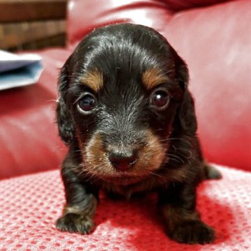 カニンヘンダックスフンド(ロング)【茨城県・女の子・2025年3月23日・ブラックタン】の写真「優秀血統、父極小犬、PRA問題なし。」