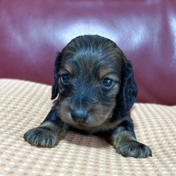 カニンヘンダックスフンド(ロング)のレッド系の子犬を探す