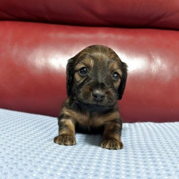 カニンヘンダックスフンド(ロング)のレッド系の子犬を探す
