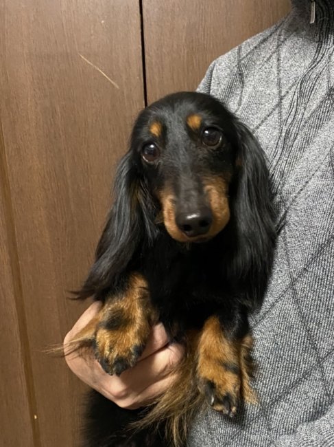 カニンヘンダックスフンド(ロング)【・男の子・2018年3月3日・ブラック&amp;タン】「しっかりした骨格構成。毛吹もいいです。明るく活発な子です。」