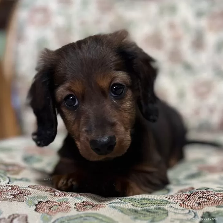 M.Ｉ 様のお迎えした子犬